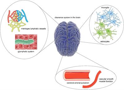 Clearance Systems in the Brain, From Structure to Function